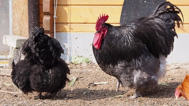 Oeufs fécondés Orpingtons bleus et noirs