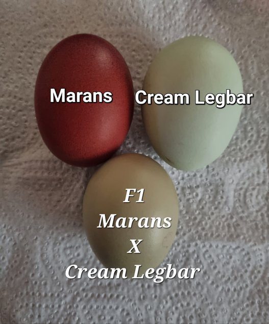 .Cream LegbarXMarans (futur Kaki)