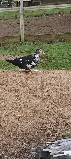 oeufs de canes barbarie