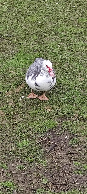 oeufs de canes barbarie