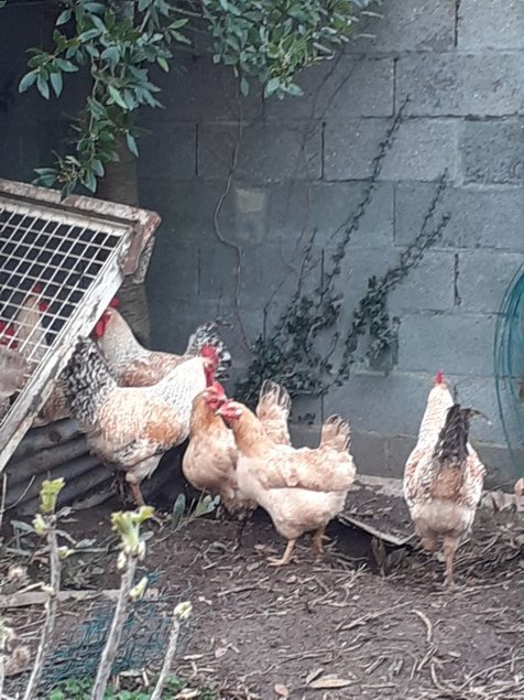 poule Basque Marradunia