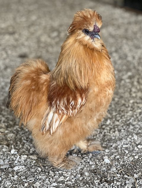 Oeufs soie fauve et panaché fauve