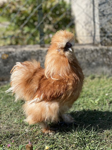 Oeufs soie fauve et panaché fauve