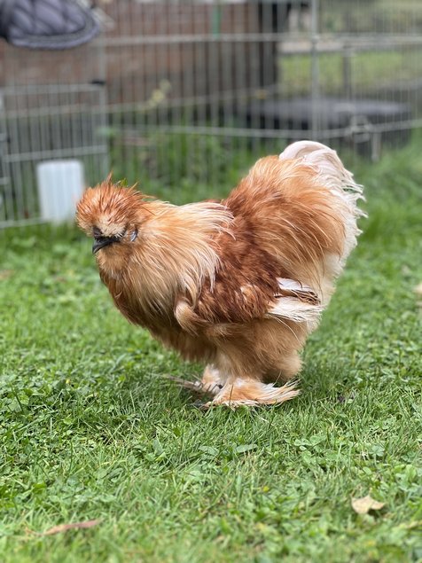 Oeufs soie fauve et panaché fauve