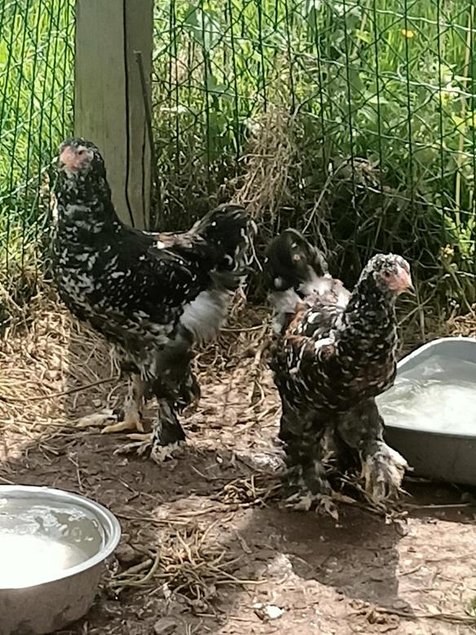 oeufs fécondés à couver poule Brahma Porcelaine