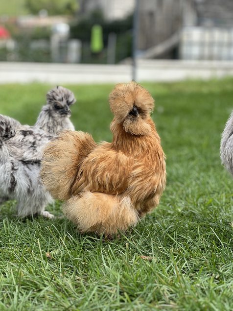 Oeufs soie fauve et panaché fauve