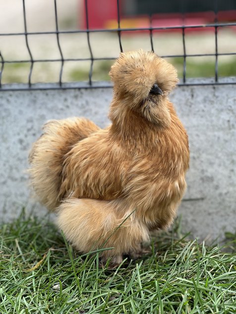 Oeufs soie fauve et panaché fauve