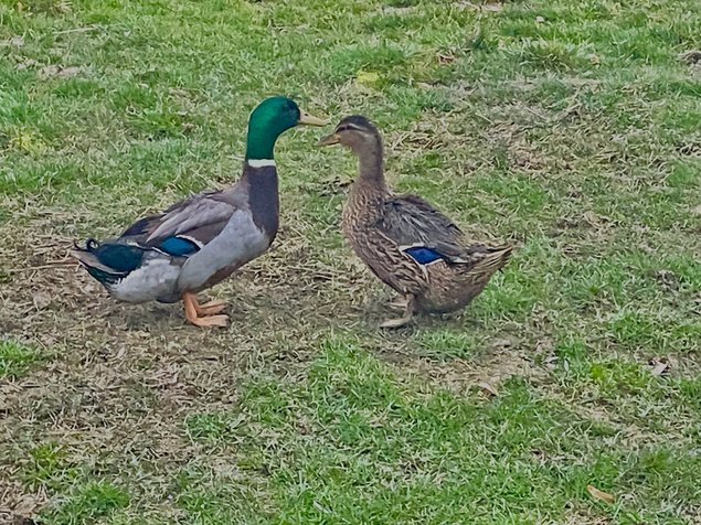 Oeufs fécondés canard Rouen