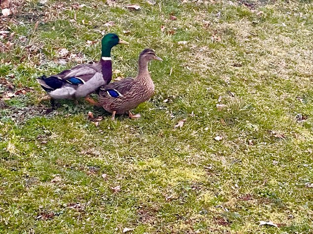 Oeufs fécondés canard Rouen