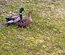 Oeufs fécondés canard Rouen