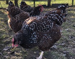 Oeufs fécondés Sussex porcelaine ou tricolore grande et pure race