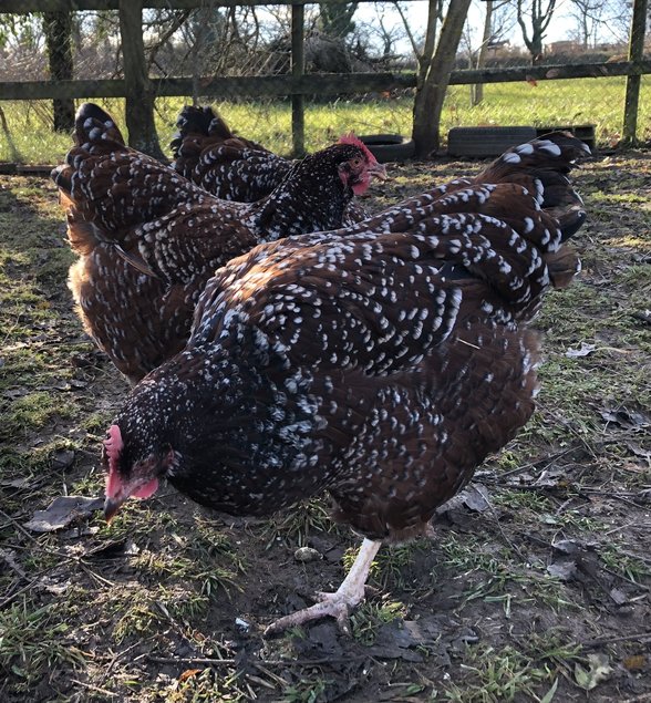 Oeufs fécondés Sussex porcelaine ou tricolore grande et pure race