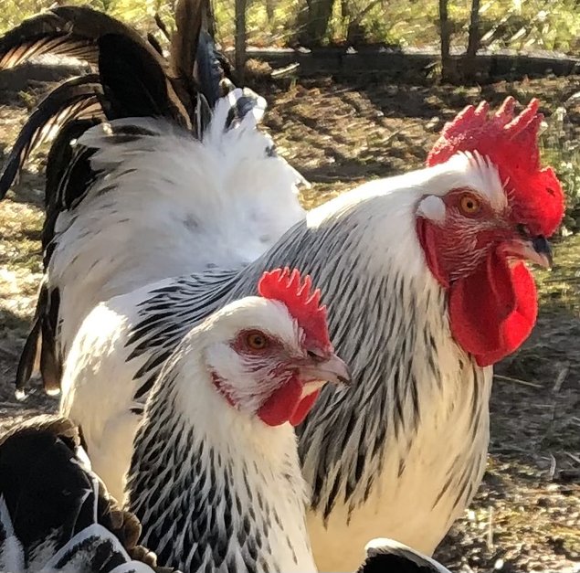 Oeufs fécondés Sussex herminé noir grande et pure race