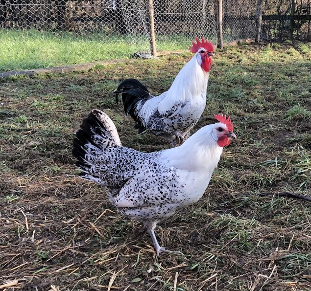 Oeufs fécondés Gauloise ou Bresse grise pure race