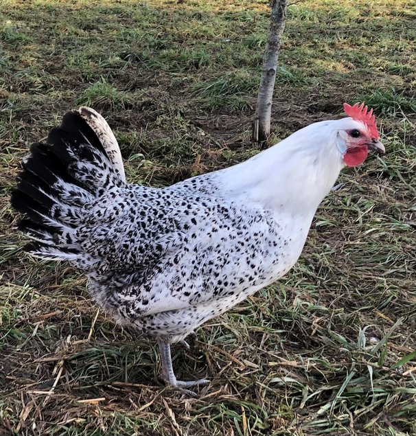 Oeufs fécondés Gauloise ou Bresse grise pure race