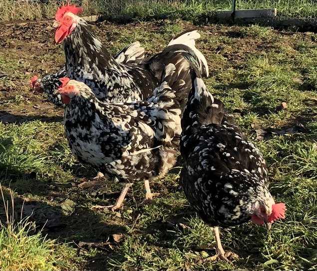 Oeufs fécondés Gournay pure et grande race