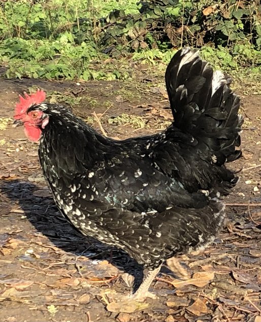 Oeufs fécondés Gournay pure et grande race