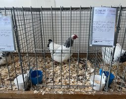 Sussex Herminée bleue et noire naine