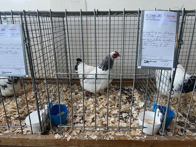 Sussex Herminée bleue et noire naine