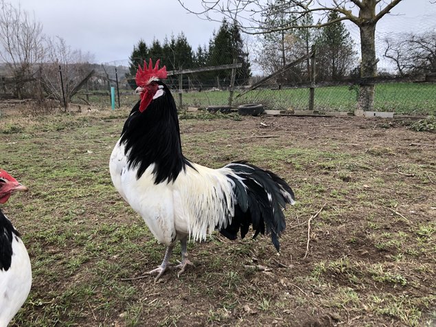 Oeufs fécondés Lakenfelder pure et grande race