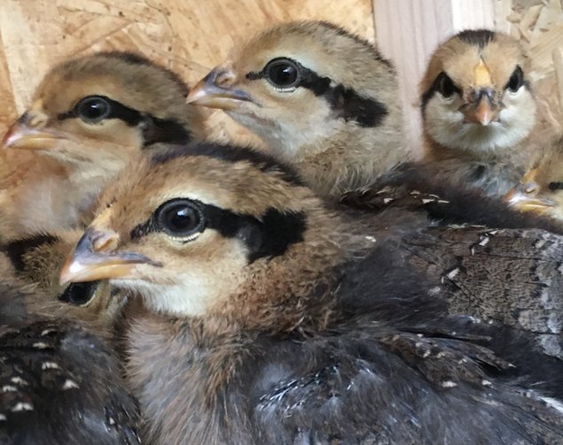 Oeufs fécondés Alsace saumon doré grande et pure race