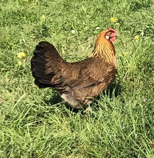 Oeufs fécondés Alsace saumon doré grande et pure race