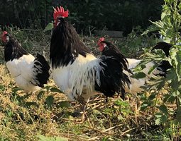 Oeufs fécondés Lakenfelder pure et grande race