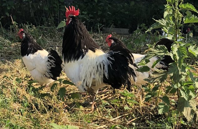 Oeufs fécondés Lakenfelder pure et grande race