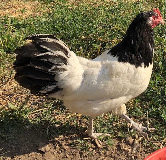 Oeufs fécondés Lakenfelder pure et grande race