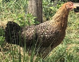 Oeufs fécondés Bielefelder ou Poules de Bielefeld grande et pure race