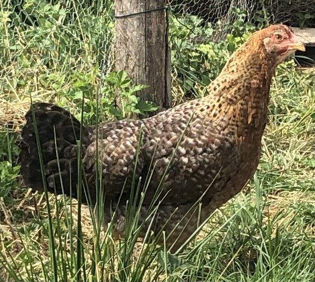 Oeufs fécondés Bielefelder ou Poules de Bielefeld grande et pure race