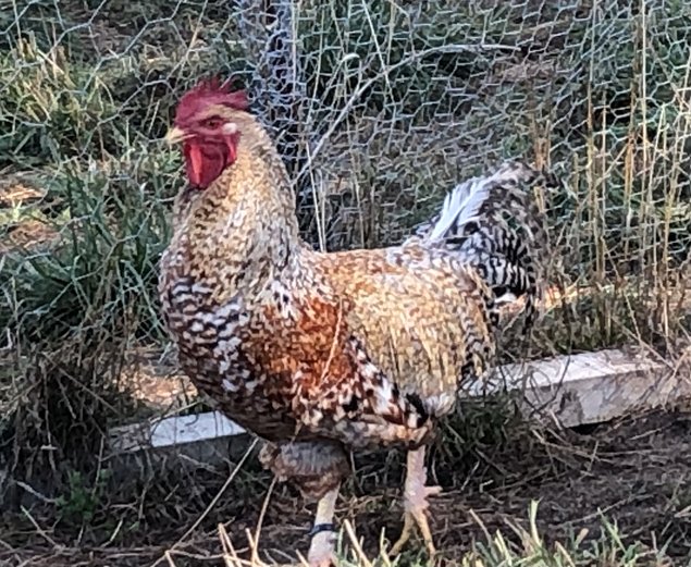 Oeufs fécondés Bielefelder ou Poules de Bielefeld grande et pure race