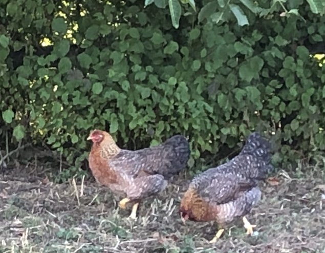 Oeufs fécondés Bielefelder ou Poules de Bielefeld grande et pure race