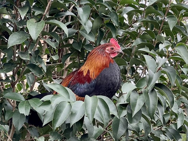 Coq Doré (dit Bankiva), Coq Sauvage