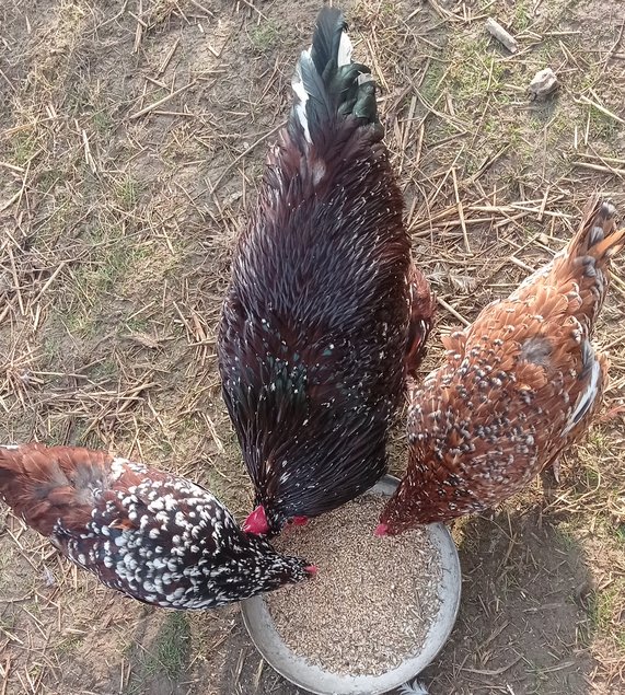 Sussex tricolore (porcelaine rouge)