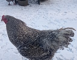 Coucou Malines tête de dindon