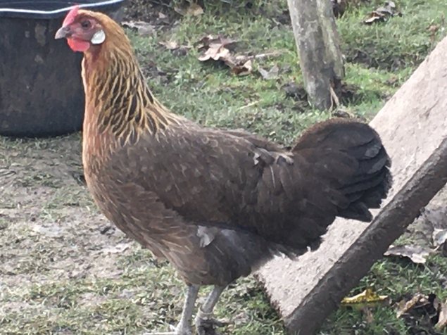 Oeufs fécondés Alsace saumon doré grande et pure race