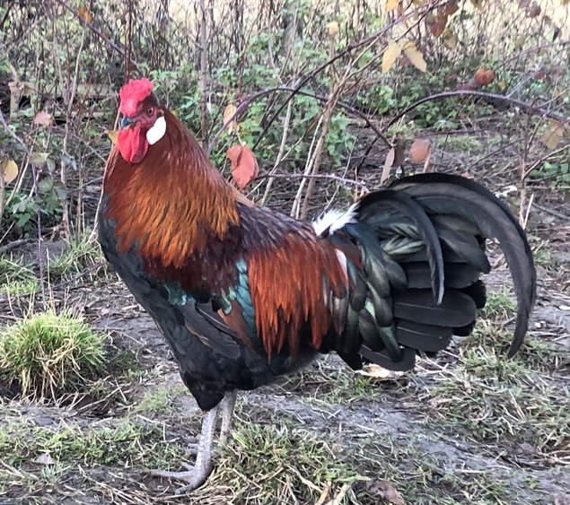 Oeufs fécondés Alsace saumon doré grande et pure race