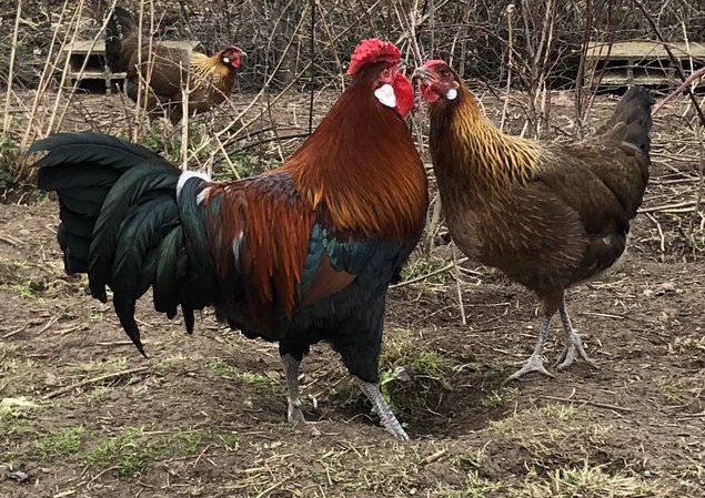 Oeufs fécondés Alsace saumon doré grande et pure race