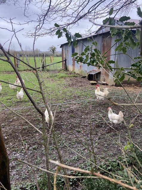 Gauloise blanche a pattes bleues (Bresse)