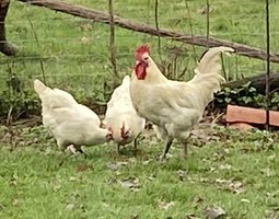 Gauloise blanche a pattes bleues (Bresse)