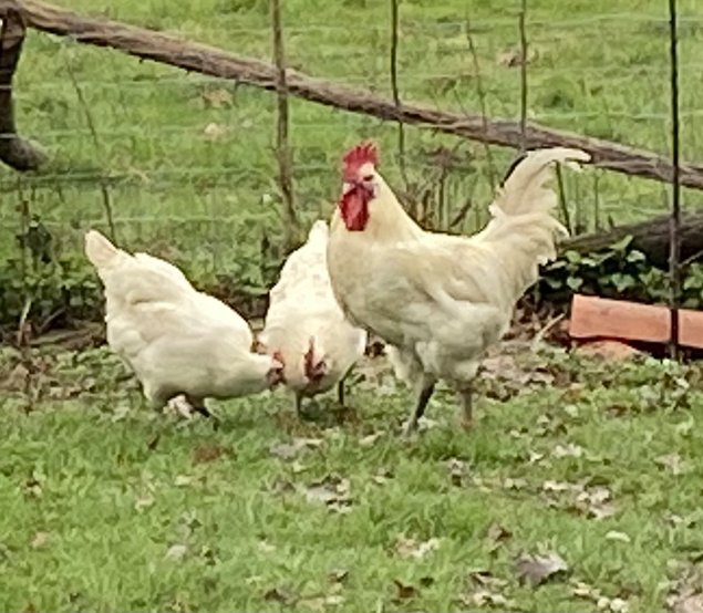 Gauloise blanche a pattes bleues (Bresse)