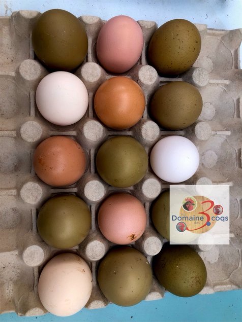 🥚 ADD3C Poules Aux Œufs Colorés ADD3C 🥚