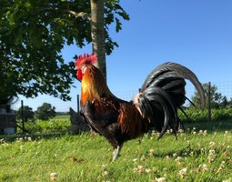 Oeufs à couver de Gauloise dorée