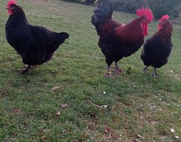 Marans noires à camail cuivré