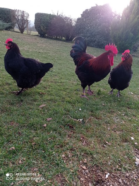 Marans noires à camail cuivré