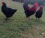 Marans noires à camail cuivré