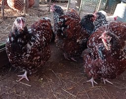 Orpington rouge (coq) + porcelaines mille-fleurs (poules)