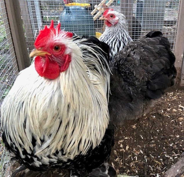 Poule Pékin Perdix Argenté