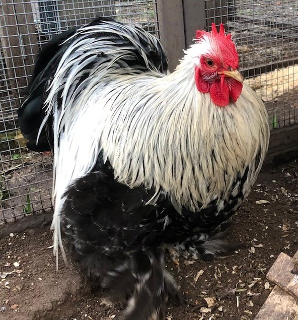 Poule Pékin Perdix Argenté